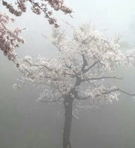 SAKURA